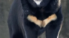 Гімалайна білогруда ведмідь